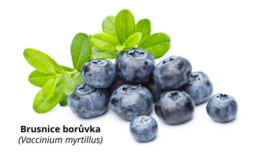 Brusnice borůvka